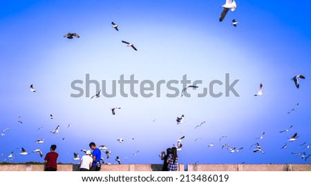 Flying seagulls are eating food