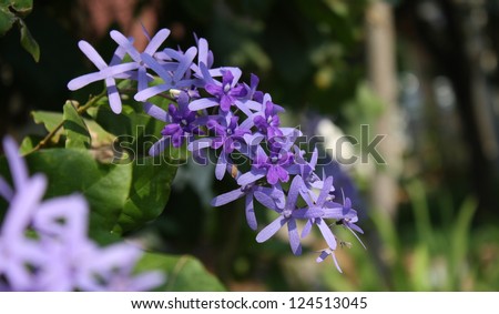 queen's wreath vine flower (purple wreath flower,sandpaper vine flower,Petrea volubilis. Linn.)