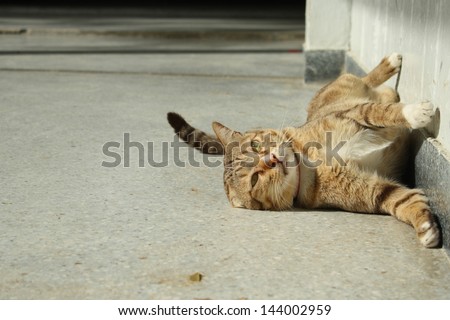 thai cat : happy time while morning sunshine