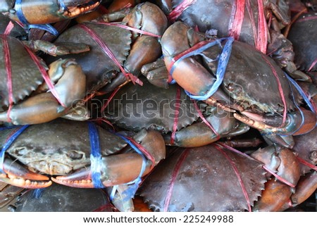 fresh wrapped sea crab in market