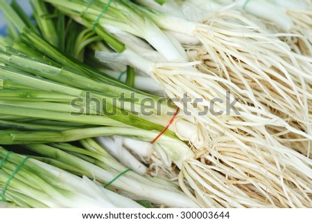 edible root of a kind of spring onion (green onion)