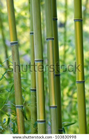 Bamboo Tree Closeup