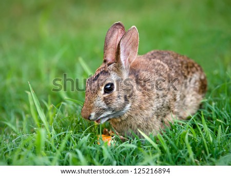 Cottontail bunny rabbit eating carrot in the garden