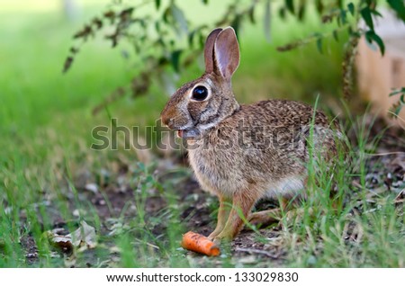 Cottontail rabbit bunny mouth open eating carrot in the garden