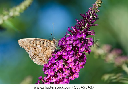 Tawny Emperor butterfly (Asterocampa clyton) feeding on purple butterfly bush flowers. Natural green and blue background.