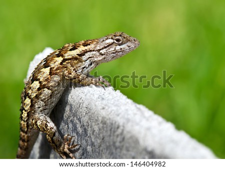 Texas spiny lizard (Sceloporus olivaceus) basking in garden. Soft green background with copy space.