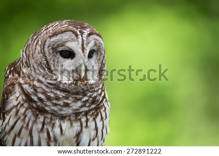 Portrait of Barred Owl (Strix varia), aka Rain Owl, Wood Owl, or Striped Owl. Natural green background with copy space.
