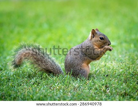 Young Eastern Fox squirrel (Sciurus niger) eating bird seeds in the garden