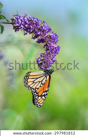 Monarch butterfly (Danaus plexippus) feeding on purple butterfly bush flowers, natural green background with copy space