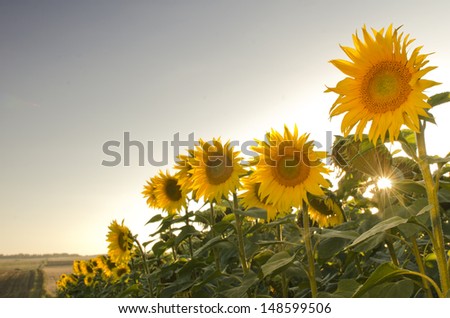 Close up view of sunflower in opposite sun light on sunset