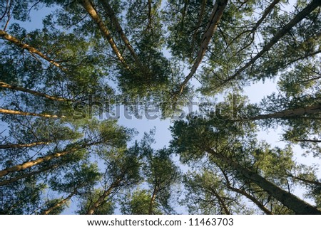Pine trees all around - wide angle.