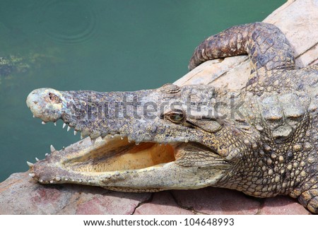 The crocodile opening the mount for release the heat
