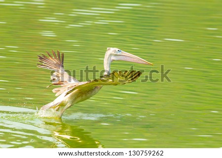 The Pelican start to fly and run on the pond