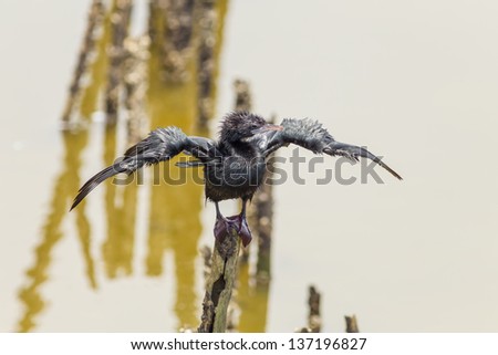 A Little Cormorant Phalacrocorax niger expose feather to the sun to let it dry