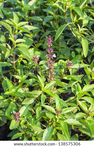 Sweet Basil, Thai Basil (Ocimum basilicum Linn) Thai herb and use for food ingredient