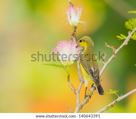 Female Olive-backed sunbird  drink nectar from Pink Powder Puff flower