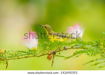 Beautiful female Olive-backed sunbird with Pink Powder Puff flower
