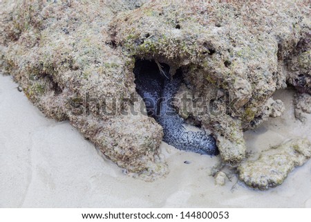 Sea cucumber is hiding from the sun in nature sea of Thailand