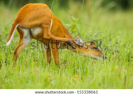 Funny position of Barking deer in nature of Khao Yai National park, Thailand
