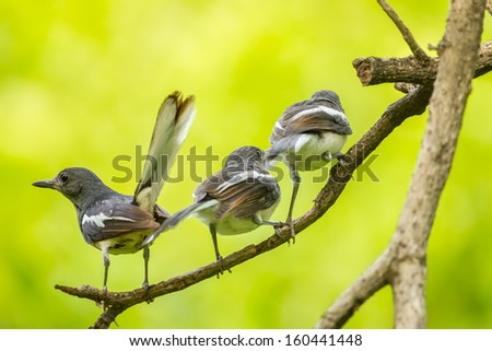 Lovely family of Oriental Magpie Robin bird in nature
