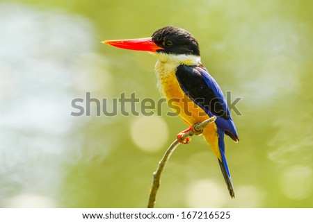 Beautiful Black-capped Kingfisher (Halcyon pileata) in nature