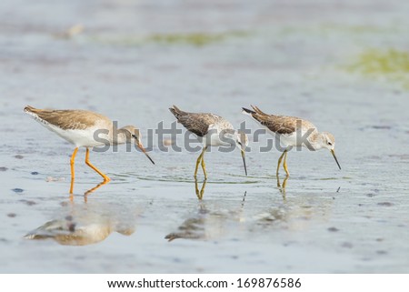 Common Redshank (Tringa totanus) and two of Marsh Sandpiper finding food on shore