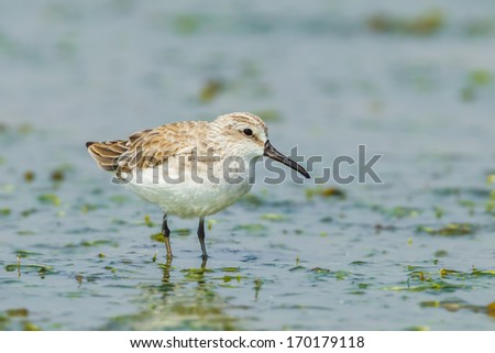 Broad-billed Sandpiper(Limicola falcinellus) finding some food in nature of Thailand