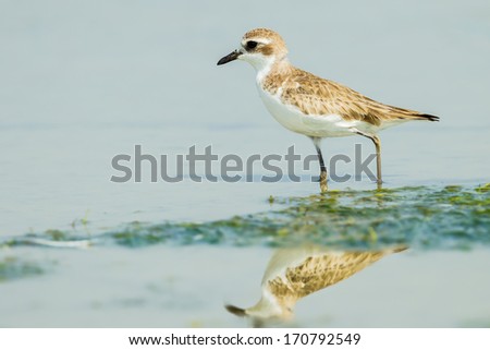 Greater Sand Plover(Charadrius leschenaultii) finding food with shadow of herself