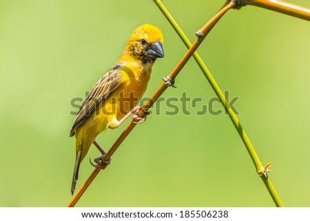 Male asian golden weaver(Ploceus hypoxanthus) act on the branch in nature