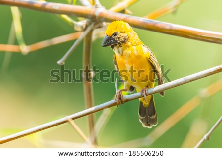 Male asian golden weaver(Ploceus hypoxanthus) stair st us in nature