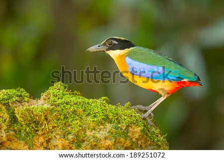 Blue-winged Pitta (Pitta moluccensis) on the rock edge in nature