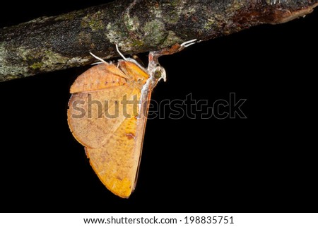 Small moth  in nature at Khaoyai national park,Thailand