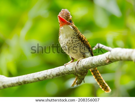 Female Banded Kingfisher (Lacedo pulchella) spread her head feather on the branch in nature at Khao Yai National park, Thailand