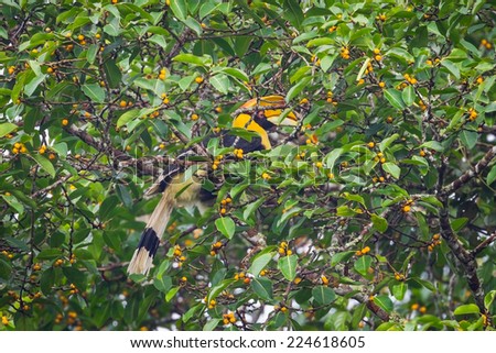 Female  Great hornbill (Buceros bicornis) finding banyan fruit in nature at Khaoyai national park,Thailand