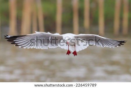 Brown-headed gull (Chroicocephalus brunnicephalus) is flying with freedom in nature in Thailand