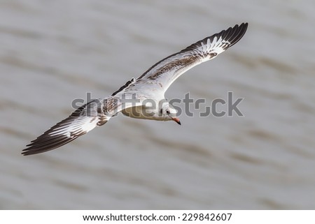 Top side of Brown-headed gull (Chroicocephalus brunnicephalus) is flying with freedom in nature in Thailand