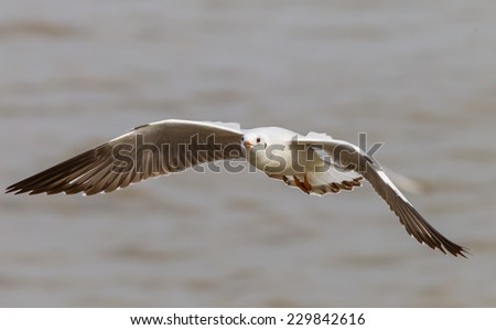 Brown-headed gull (Chroicocephalus brunnicephalus) is flying with freedom in nature in Thailand