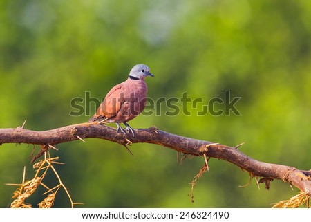 Male Red collared dove (Streptopelia tranquebarica ) with green background in nature at Petchaburi province ,Thailand