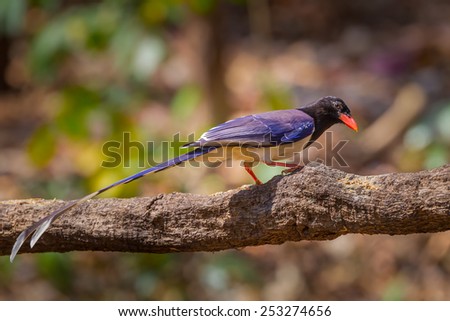 Red-billed blue magpie( Urocissa erythrorhyncha) in nature in Wildlife Sanctuary,Thailand