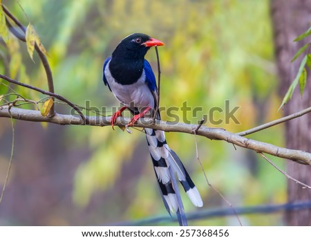 Portrait of Red-billed blue magpie( Urocissa erythrorhyncha) in nature in Wildlife Sanctuary,Thailand