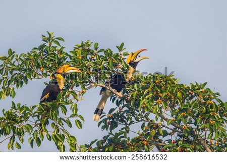 Couple of lover Great hornbill (Buceros bicornis) eating banyan fruit with action of seed floating in the air between his mount in nature at Khaoyai national park,Thailand