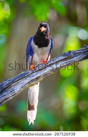 Portrait of Red-billed blue magpie (Urocissa erythrorhyncha) stair direct me us in nature at Hui Kha Khaeng wildlife sanctuary ,Thailand