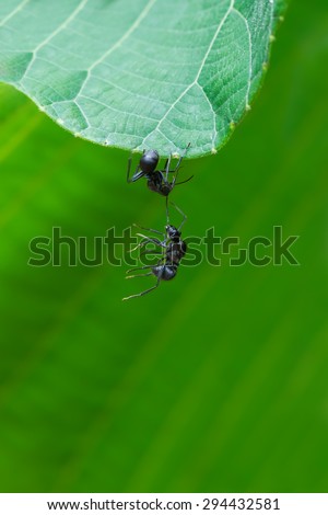 Black ant Iridomyrmex anceps (Oecophylla smaragdina F) help each other from falling down in nature