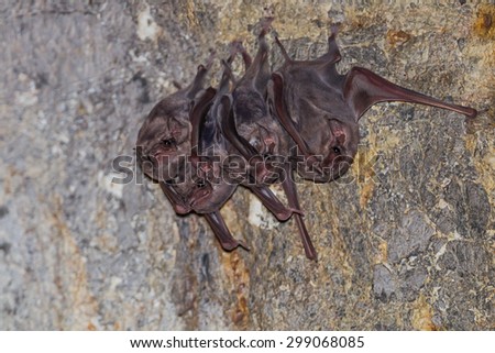 Small group of Long-winged Tomb Bat(Taphozous longimanus) in nature in very dark cave at Khaoyoi , Petchaburi,Thailand