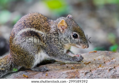 Close up of Asiatic striped squirrel(Striped squirrel) in nature at Kaengkracharn national park,Thailand