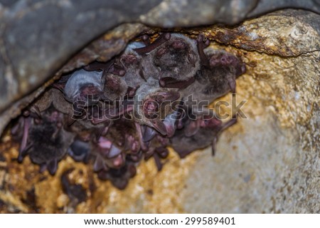 Close up of Long-winged Tomb Bat(Taphozous longimanus) in nature in very dark cave at Khaoyoi , Petchaburi,Thailand