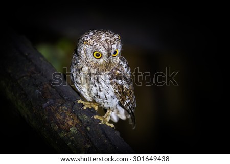 Oriental Scops Owl(Otus sunia) in night time in nature at Kaengkracharn national park,Thailand