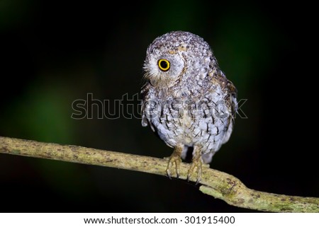 Left side of Oriental Scops Owl(Otus sunia) on the branch in night time in nature at Kaengkracharn national park,Thailand