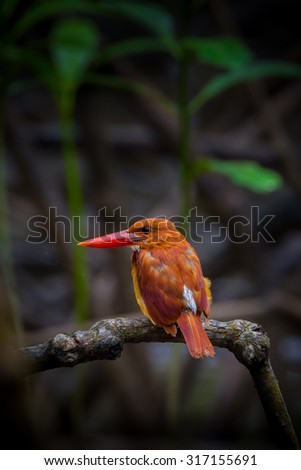 Portrait backside of Ruddy kingfisher (Halcyon coromanda) in nature at Ngao Mangrove Research Center, Ranong,Thailan