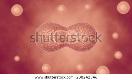 Two cells divide by osmosis, in the background other cells